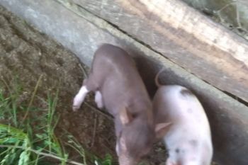 Satu kasus penyakit flu babi ditemukan di Kupang