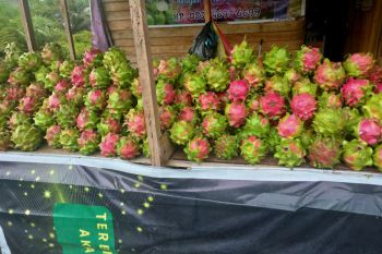 Kameluh Kelteng "sentra" buah naga