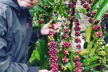 JBI OKU Sumsel mendorong petani budi daya kopi Arabika