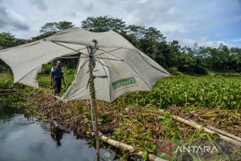 Sungai Cipatik dipenuhi eceng gondok