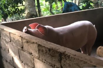 GUPBI usul pemerintah manfaatkan babi sebagai solusi tekan sampah
