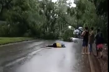 Pohon tumbang di Batam, seorang pengendara motor terluka