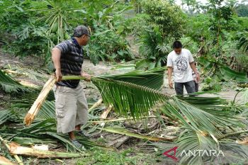 Rombongan gajah sumatera mengamuk di kebun warga Pekanbaru