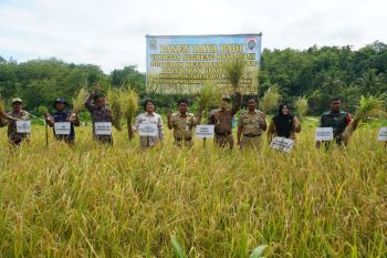 Dinas Pertanian Gunungkidul catat 42.819 ha tanaman padi masuki panen raya