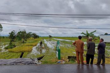 Dinas Pertanian antisipasi ancaman gagal panen