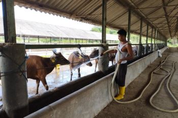 Antisipasi virus LSD, peternak di Banten suntikan vitamin