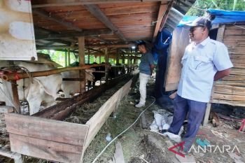 PMK mewabah, Populasi ternak sapi di Pariaman anjlok