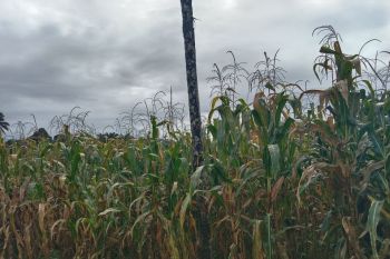 Pesisir Selatan miliki peluang jadi Sentra Jagung di Sumbar
