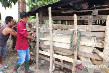 Pemkab Parigi Moutong targetkan sebanyak 10 ribu ternak sapi divaksin PMK