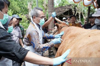 DIY ingatkan peternak waspadai penyakit kulit hewan