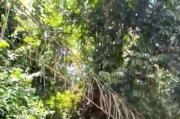 Seorang prajurit TNI dilaporkan hilang dalam kecelakaan di Sungai Digul