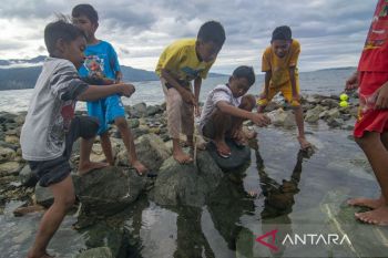 Memancing Belut Laut di Pantai Teluk Palu