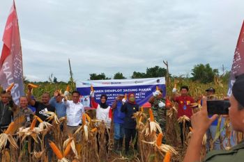Pupuk Kaltim tingkatkan produktivitas jagung pipil Nunukan melalui gelar Demplot