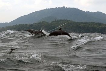 Wisata Lumba-Lumba Selat Malaka