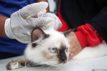 Cegah rabies, Pemkab Agam vaksinasi 3.100 ekor hewan peliharaan