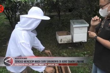 Begini sensasi mencicipi madu dari sarangnya