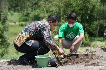 Sleman berupaya mengembalikan kejayaan Kopi Merapi