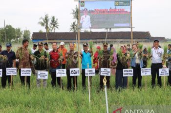Petani lahan pasir Kulon Progo panen raya bawang merah seluas 20 hektare