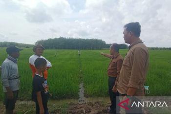 Sumsel pastikan kecukupan persediaan beras