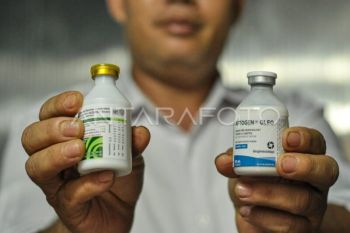 Percepatan Pengendalian PMK di Bengkulu