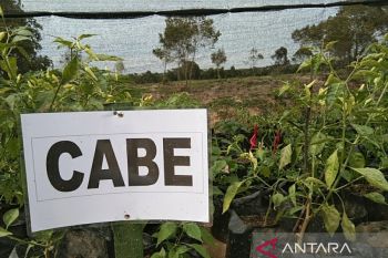 Pemprov Sulawesi Tenggara galakkan tanam cabai di pekarangan tekan inflasi