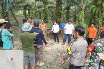 Harimau muncul, ini antisipasi PTPN V
