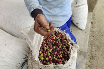 Disperindag Lampung periksa eksportir kopi dengan cemaran isoprocarb