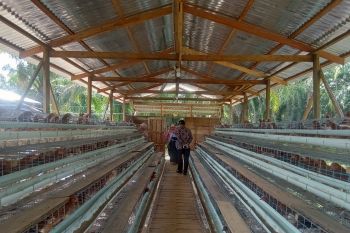 20 persen Dana Desa Nagari Sinuruik untuk pangan
