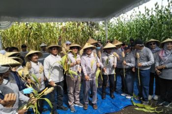 Sorgum program Presiden Jokowi mulai dipanen di Lombok Tengah
