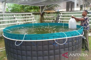 Kodim Buton budidaya ikan air tawar gunakan sistim bioflok