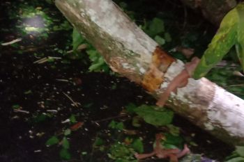 Arus kendaraan dari Lampung menuju Bengkulu normal setelah pohon tumbang disingkirkan