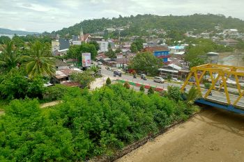 Ditemukan limbah minyak pada mangrove mati di Teluk Ambon
