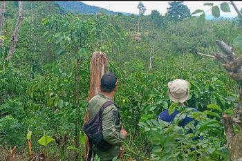 Konflik gajah-warga  di Lampung Barat
