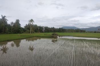 YESS ciptakan 5.000 wirausaha milenial bidang pertanian di Tanah Laut