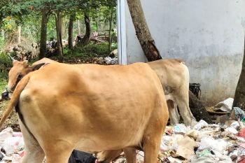 Pemkab Pesisir Barat imbau warga waspadai penyakit LSD pada hewan ternak