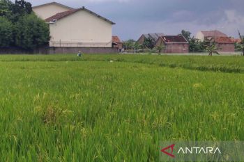 Dinas Pertanian Kudus optimistis target produksi padi  tercapai