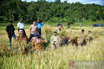 Produktivitas pada masyarakat Taratak Bancah meningkat 2,52 ton/ha
