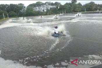 Pemkab Pesisir Barat akan tutup perusahaan tambak udang CV Johan Farm karena berlokasi di zona wisata