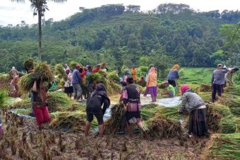 Petani Jember ingin pemerintah revisi harga pembelian pemerintah jelang panen raya