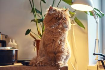 Tips kucing terhindar penyakit musim pancaroba