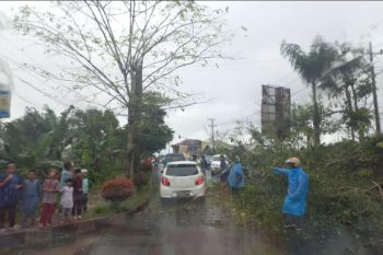 Cuaca ekstrem mengakibatkan pohon tumbang di jalan lintas Liwa
