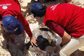 BKKPN Kupang menangani penyu mati terdampar di Gili Meno Lombok