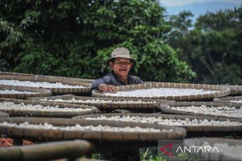 Memanfaatkan singkong sebagai makanan pokok di Kampung Adat Cireundeu