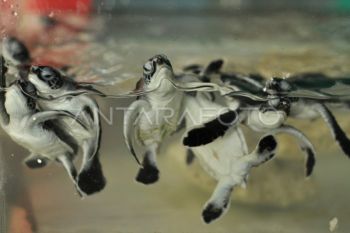 Penetasan Telur Penyu