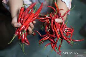 Di Kendari, harga cabai naik 9-13 persen