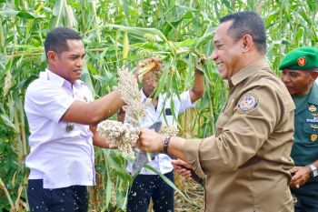 Pemda NTT kembangkan tanaman shorgum seluas 9.500 hektare