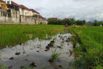 Pemkot Mataram usul pemanfaatan LP2B lebih luas untuk penuhi kekurangan rumah