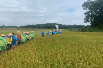 Kegiatan "Collaboration Camp Millennial" BUMN panen padi di Muara Enim