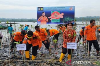 Basarnas Kendari tanam 500 bibit mangrove untuk merehabilitasi kawasan pesisir