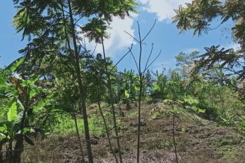 KLHK  siap sosialisasikan Indonesia's FOLU Net Sink 2030 di Sulsel